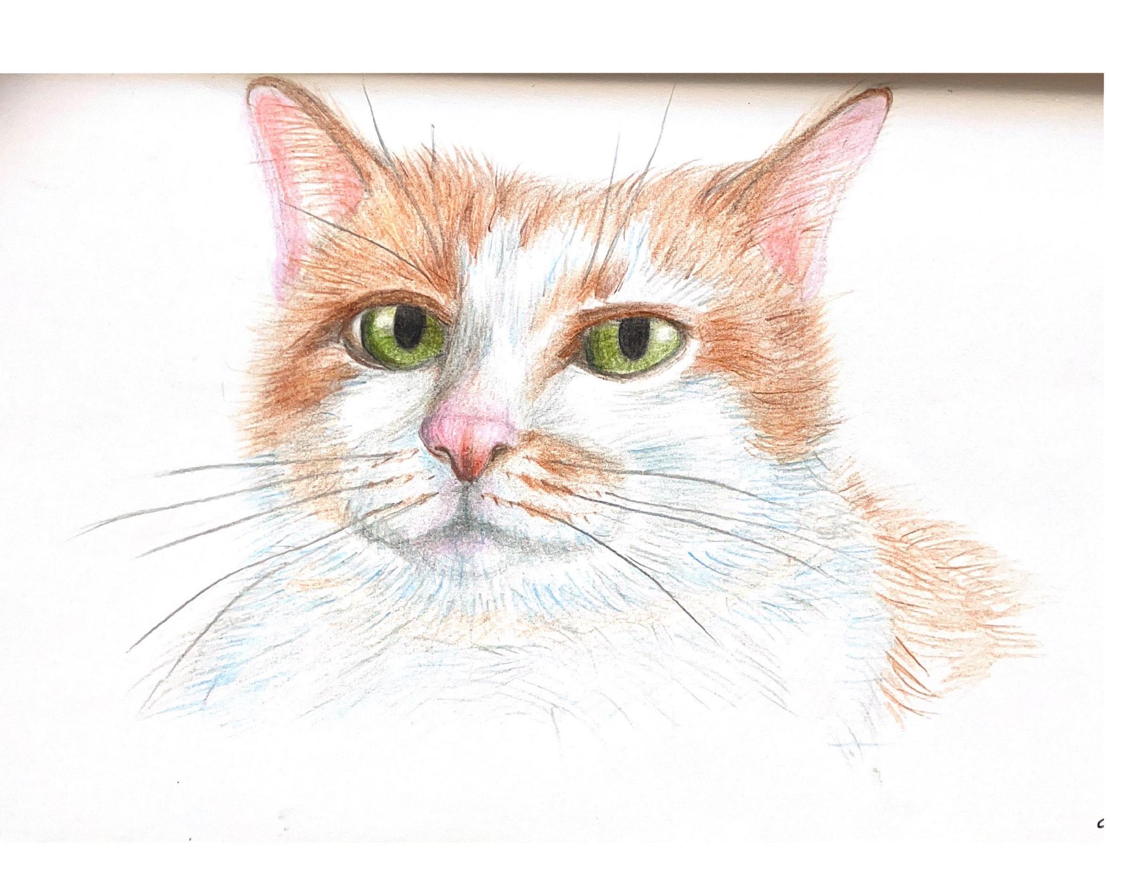 A cat's portrait