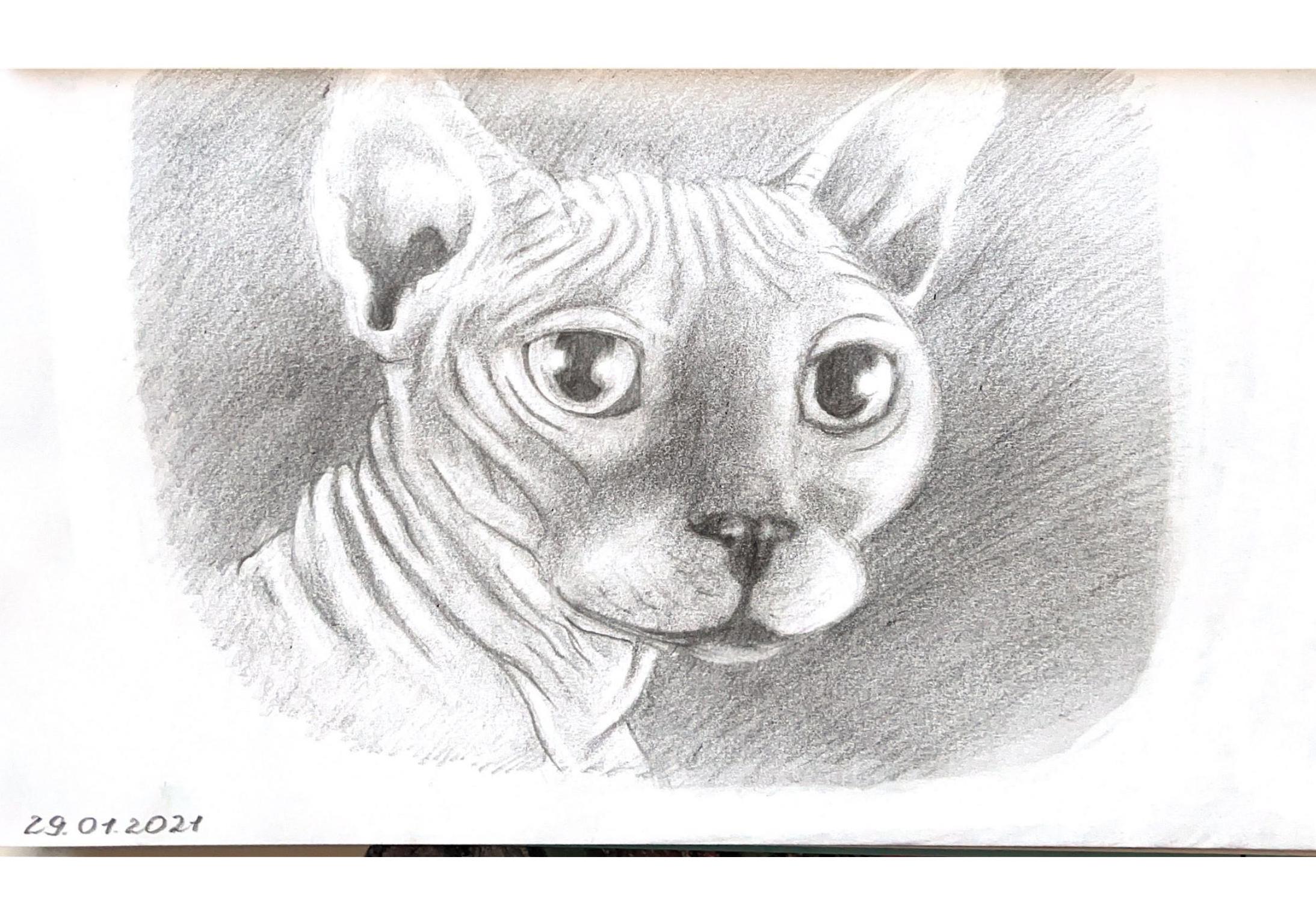 A cat's portrait
