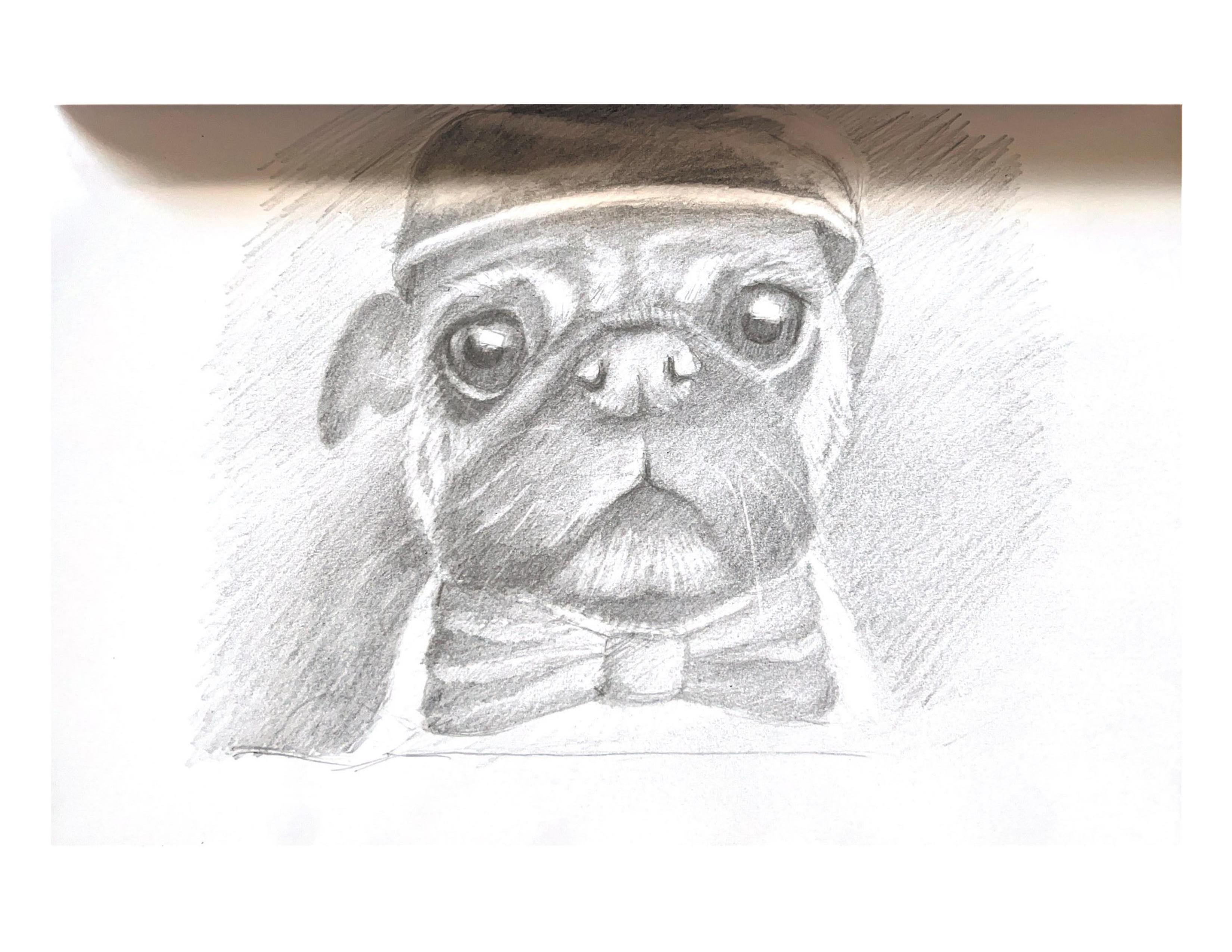 A pug's portrait
