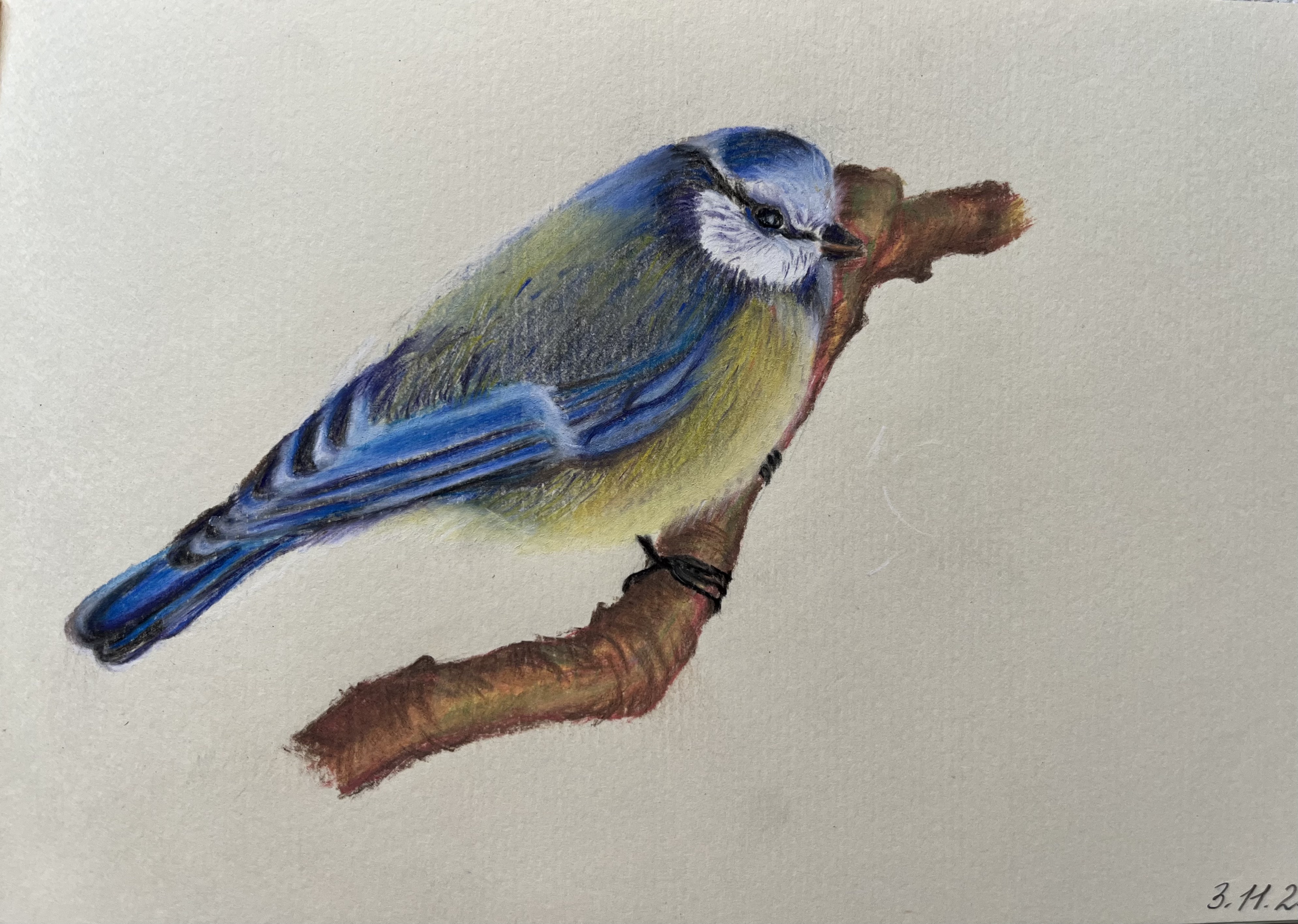 A bird drawing